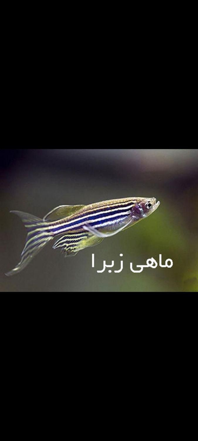 ماهی زبرا باله بلند آکواریومی - پرورش تخصصی|ماهی|مشهد, شفا|دیوار