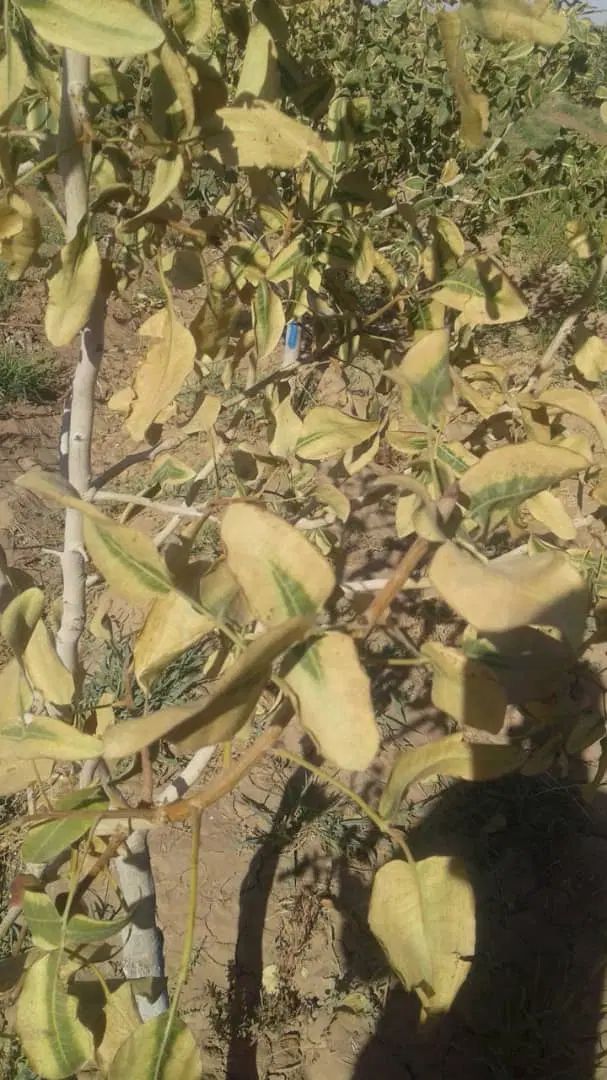 حشره کش و نماتدکش آمریکایی اصل|خدمات باغبانی و درختکاری|تهران, اوین|دیوار