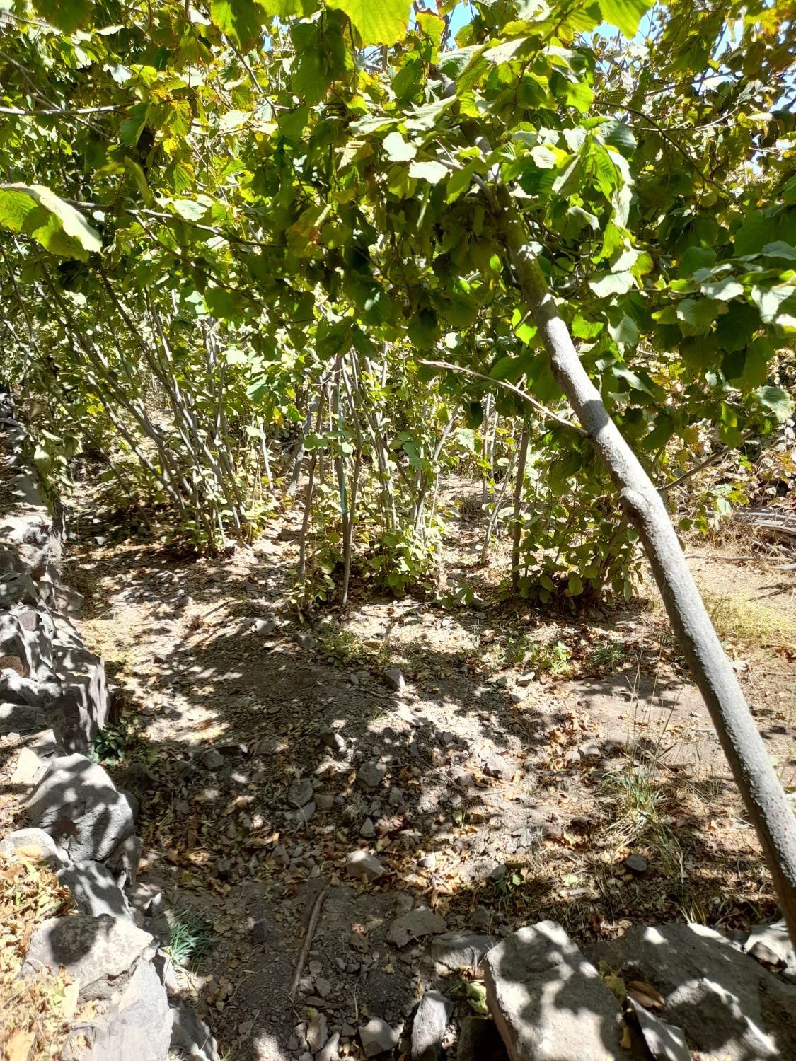 باغ فندق روستای وشنوه|فروش زمین و ملک کلنگی|قم, انسجام|دیوار