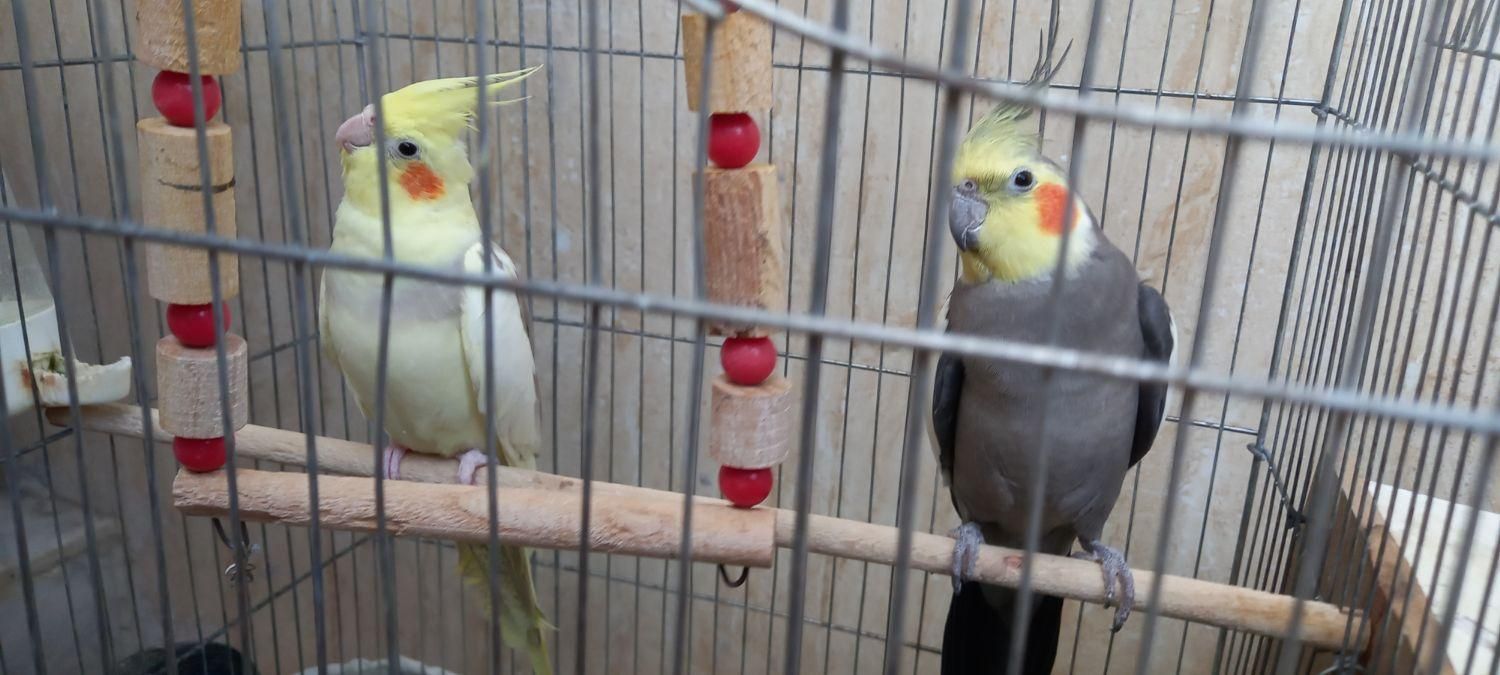 جفت عروس هلندی جوان تازه جفت شدن|پرنده|گرمی, |دیوار