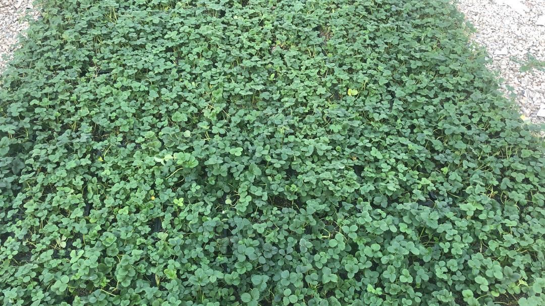 نشا توتوفرنگی|خدمات باغبانی و درختکاری|سنندج, |دیوار