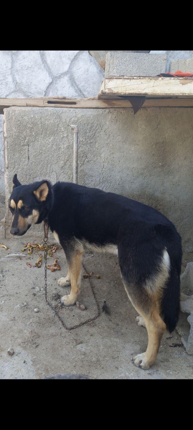 ماده ۳ ساله دوبرمن .توافقی.|سگ|اصفهان, بهارستان|دیوار