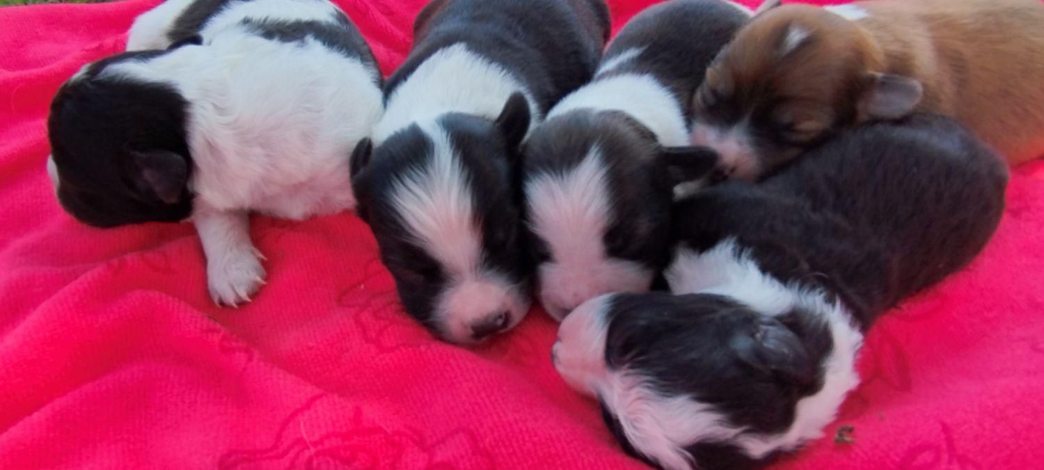 پاکوتاه اشپیزاسترالیایی|سگ|رشت, نظری|دیوار