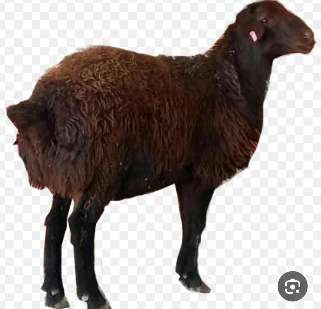 گوسفند و بره زنده،قصاب در محل|حیوانات مزرعه|ری, جوانمرد قصاب|دیوار