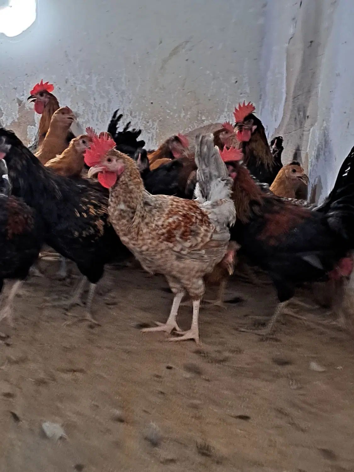 جوجه خروس و جوجه مرغ محلی  باری دمتخم در شیراز|حیوانات مزرعه|شیراز, ده پیاله|دیوار