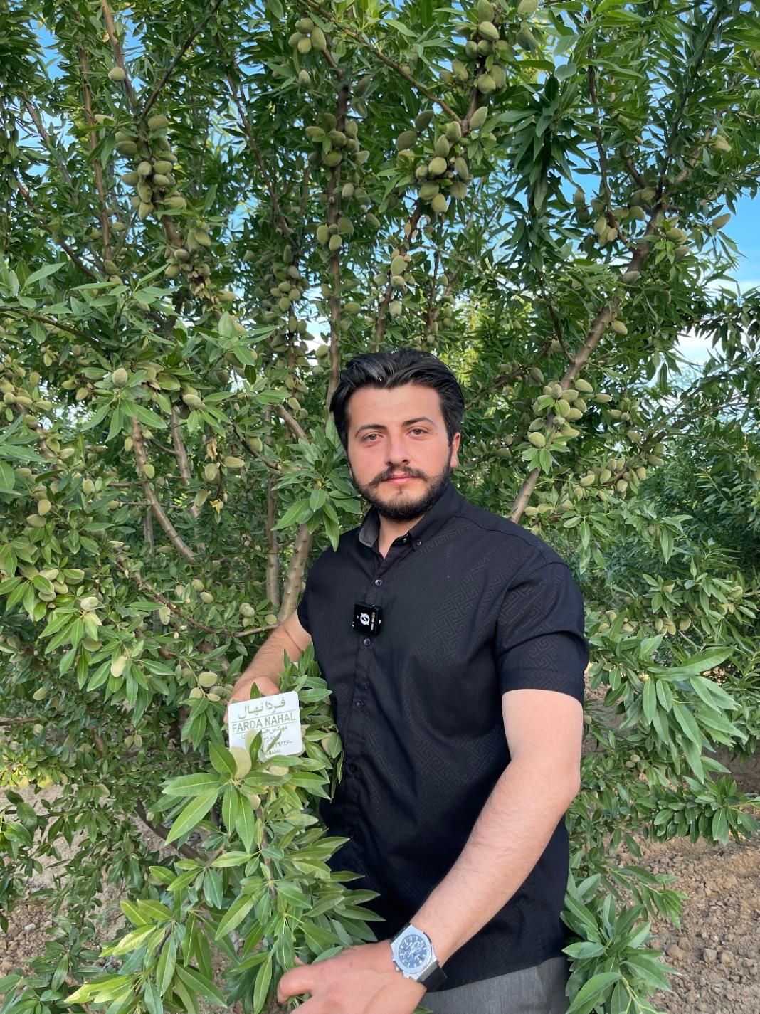 نهال گردو بادام بلوبری پسته در نهالستان فردا نهال|خدمات باغبانی و درختکاری|تهران, آذربایجان|دیوار