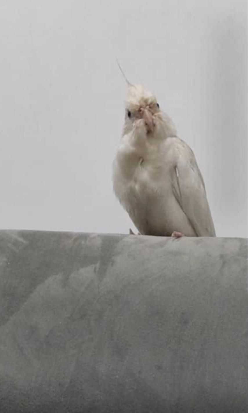 عروس هلندی  گم شده|حیوانات|اهرم, |دیوار