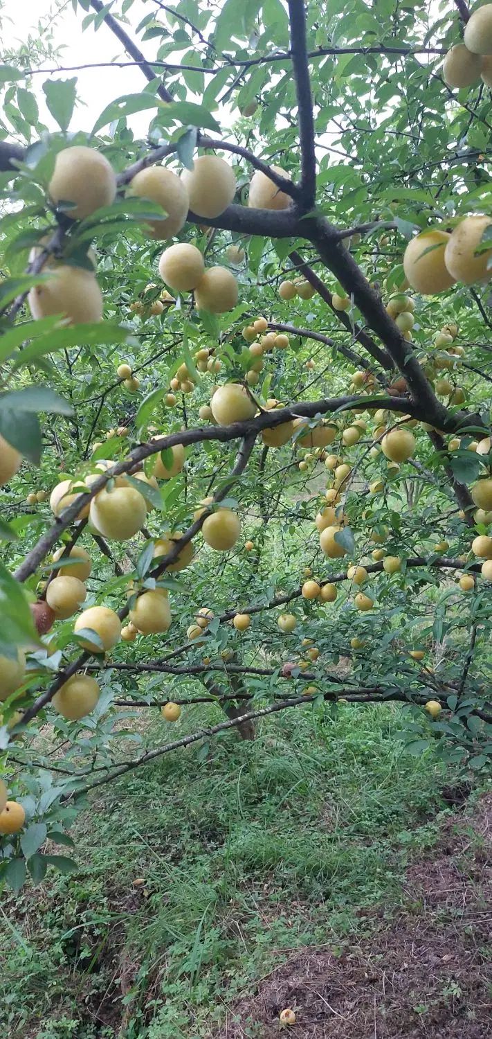 باغ ویلا|فروش خانه و ویلا|رشت, لاکان|دیوار