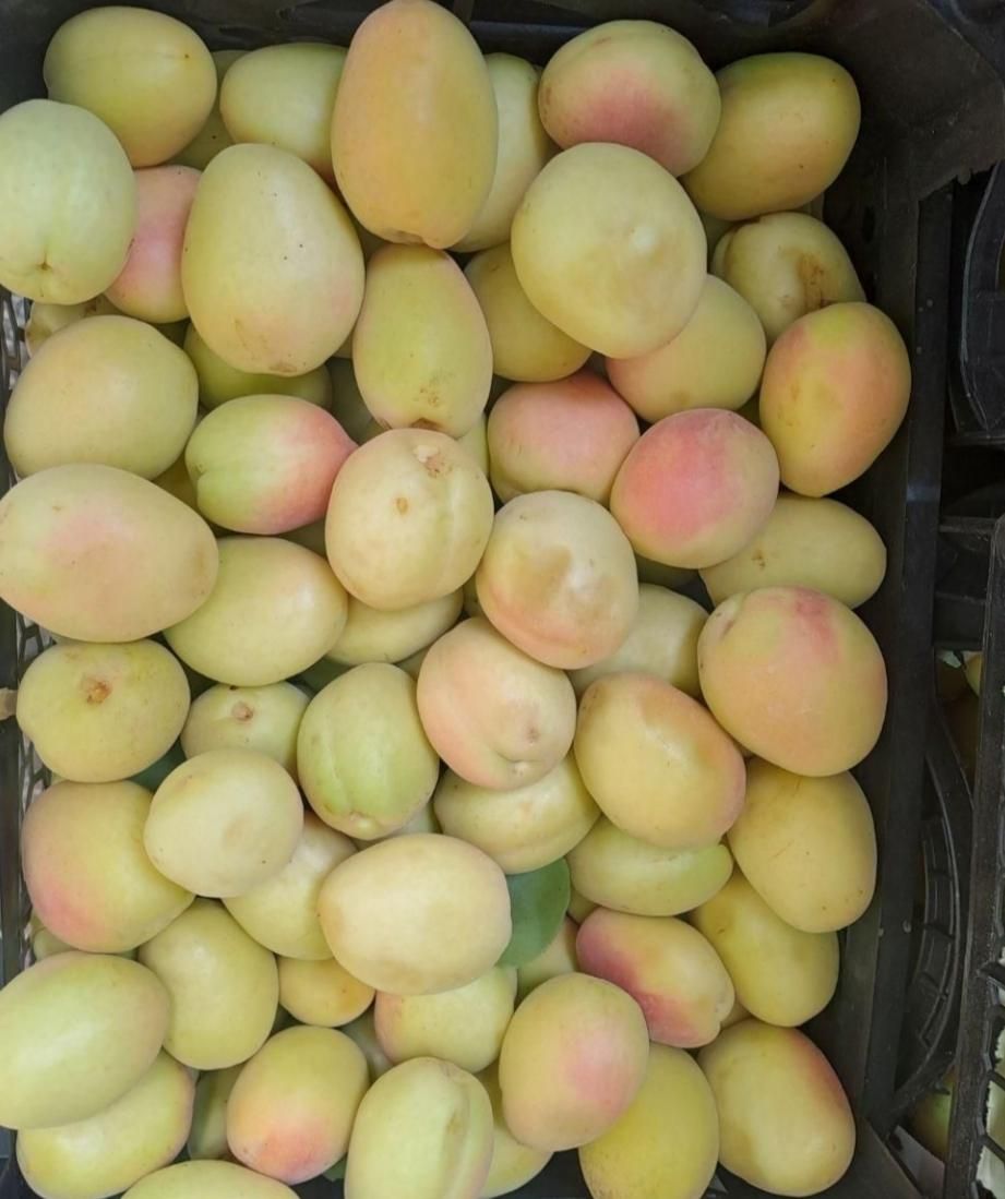 900متر ویلای باغ با انواع مختلف میوه و انگور تهران|فروش خانه و ویلا|تهران, افسریه|دیوار