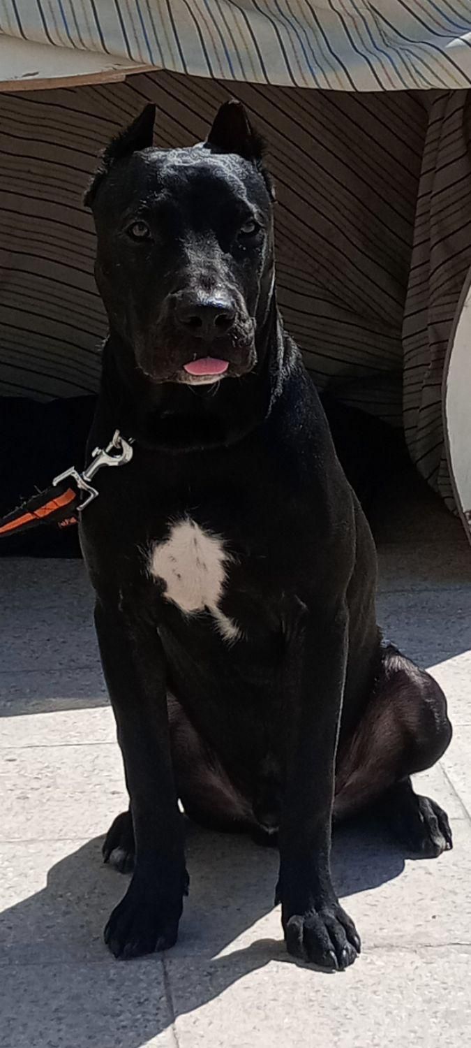 سگ پیت بول|سگ|تهران, کیانشهر|دیوار