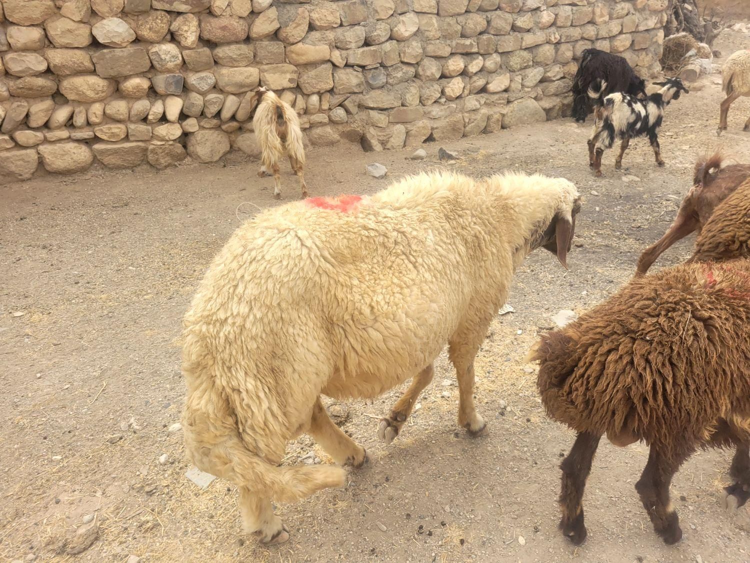 قوچ سنجابی ۳ شیره اصیل|حیوانات مزرعه|خرمآباد, |دیوار