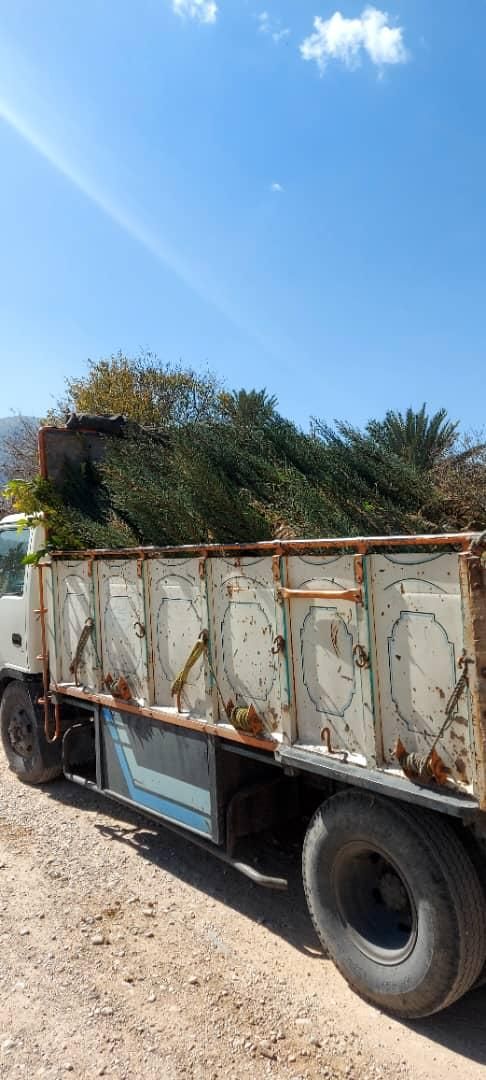 سرو ناز شیراز، کاج کله قندی و توپی مشهد.کاج تهران|خدمات باغبانی و درختکاری|شیراز, دکتر حسابی|دیوار