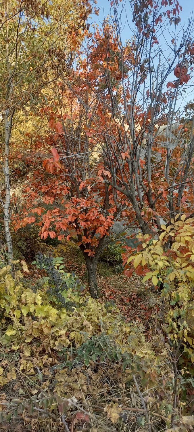 اجاره روزانه/هفتگی/ماهانه ویلا ۱۶۰ متری|اجارهٔ کوتاه‌مدت ویلا و باغ|کوهسار (البرز), |دیوار