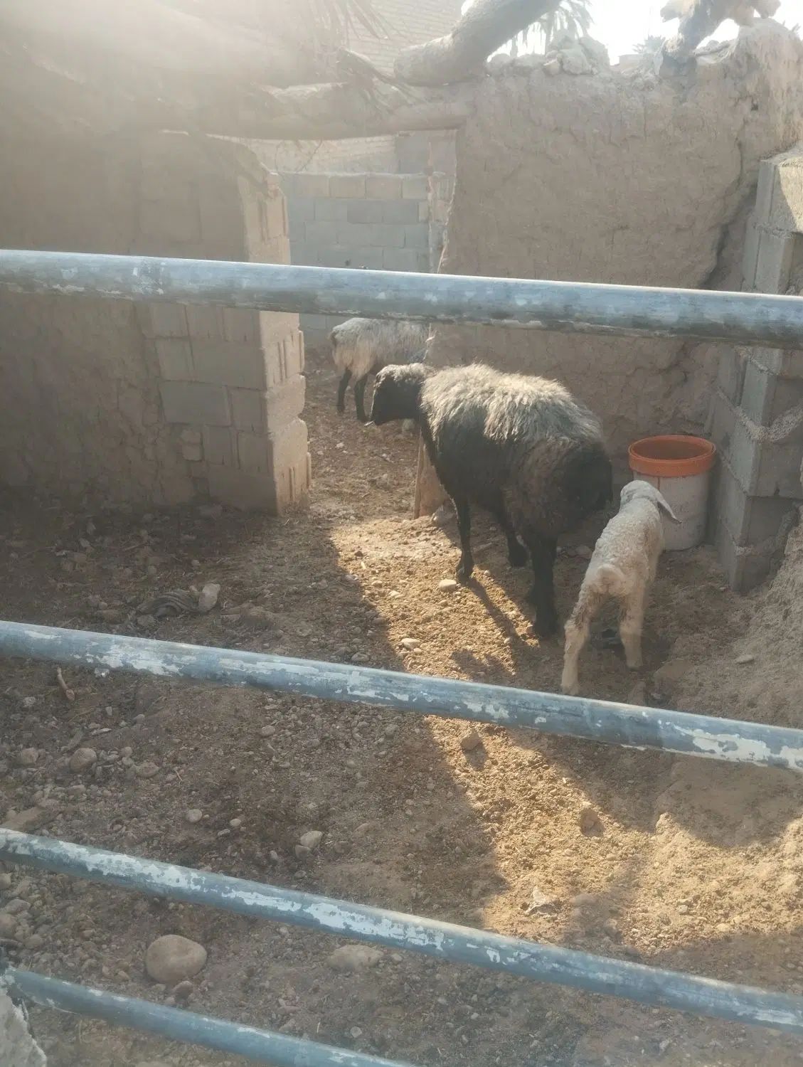 میش بره دار درجه یک میش وزن سنگین بره ماده پابلند|حیوانات مزرعه|داراب, |دیوار