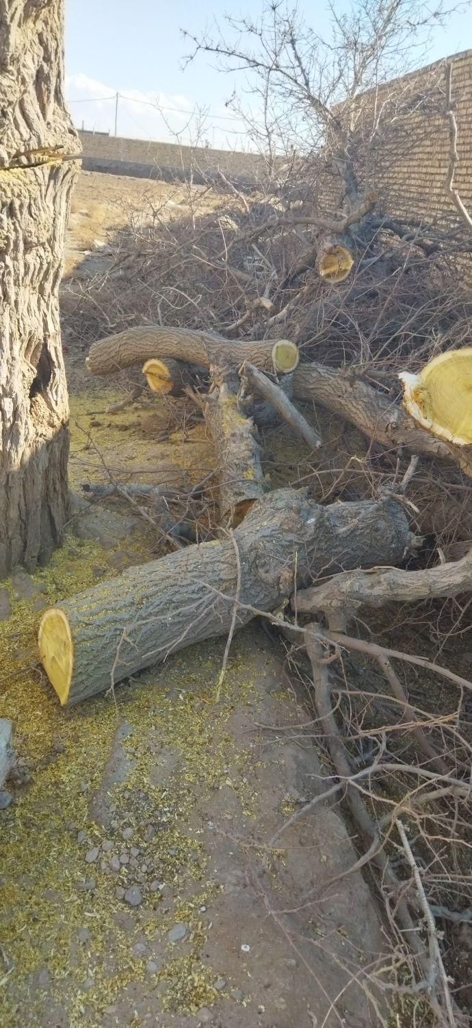 خریدچوب وقطع درخت توت عرعرکاج گردو|خدمات باغبانی و درختکاری|مشهد, رسالت|دیوار