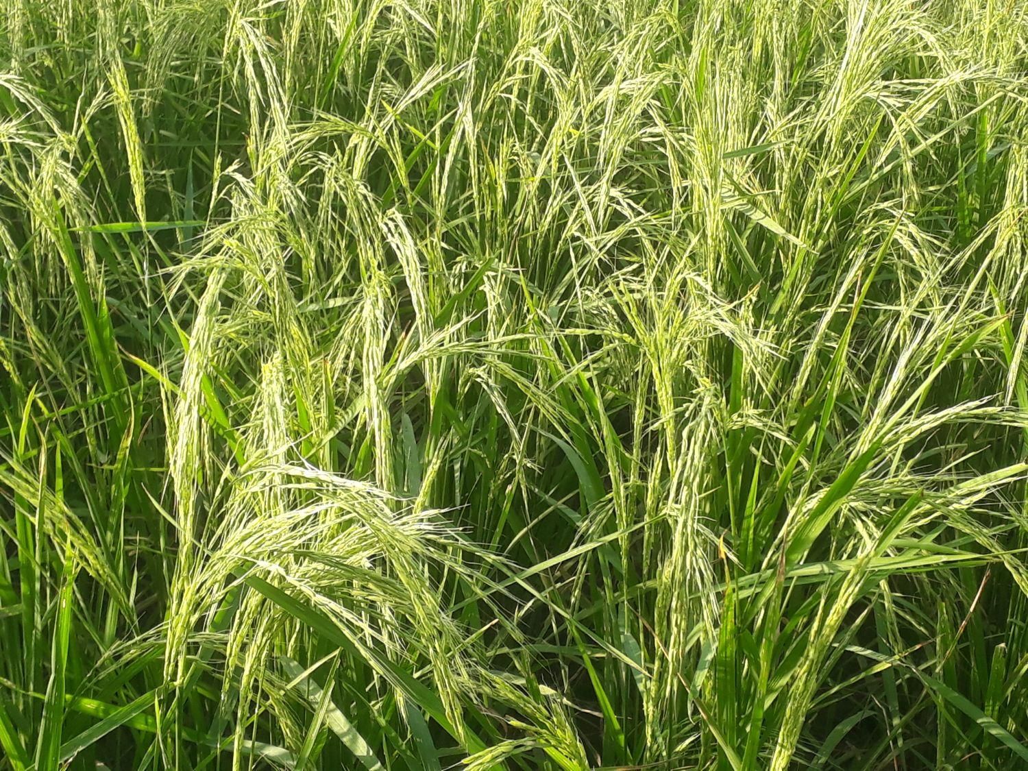 فروش زمین شالیزار برنج ۶۵۰۰ متر|فروش زمین و ملک کلنگی|آستانه اشرفیه, |دیوار