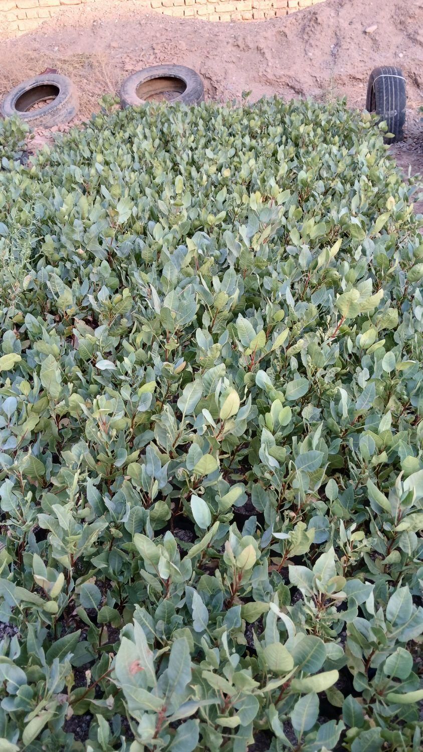 نهال پسته|گل و گیاه طبیعی|خواف, |دیوار