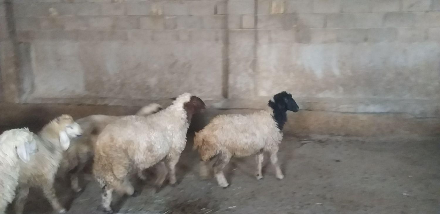 بره|حیوانات مزرعه|کرمانشاه, |دیوار