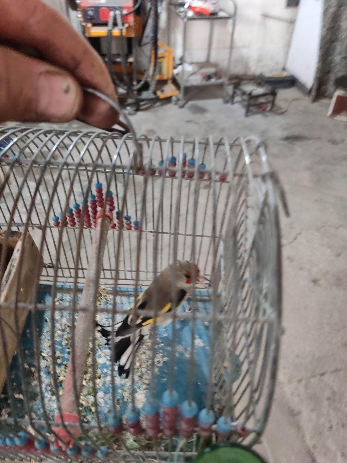 سهره|پرنده|سیرجان, |دیوار