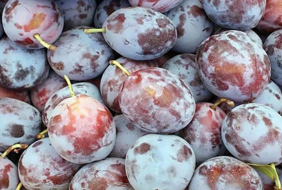 آلو بخارا تازه|خوردنی و آشامیدنی|مشهد, نوفل لوشاتو|دیوار