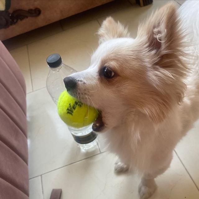 سگ گمشده|حیوانات|فردیس, فردیس|دیوار