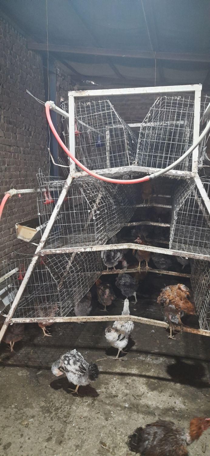 قفس مرغ تخمگذار|لوازم جانبی حیوانات|بروجرد, |دیوار