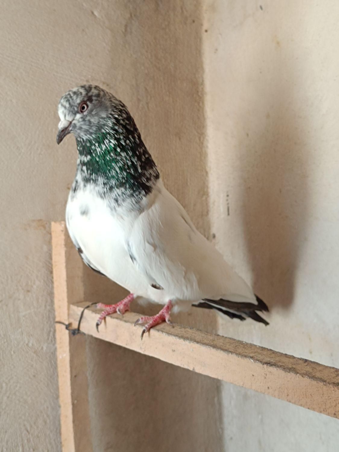 سه تا کله سبز|پرنده|اردبیل, |دیوار