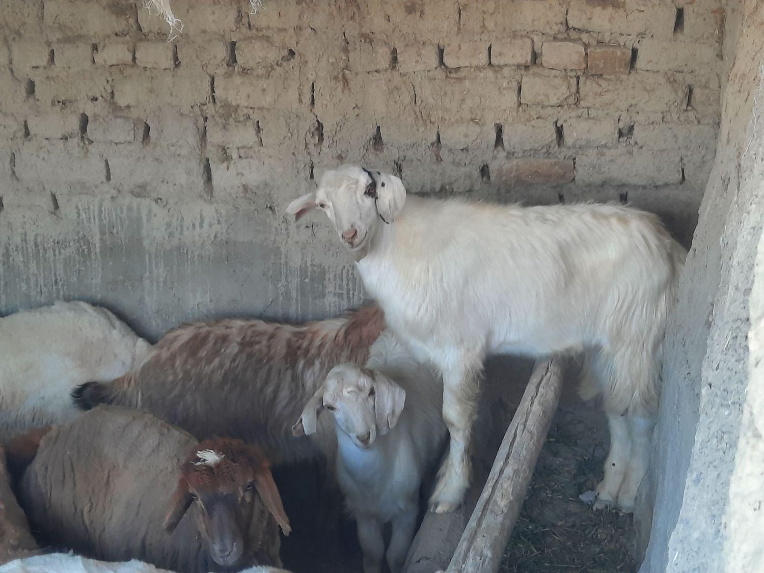 دوعدد نر سانان حدودا ۳۰کیلو هرکدام ۱۲۰۰۰۰۰۰ ملیون|حیوانات مزرعه|شیروان (خراسان), |دیوار