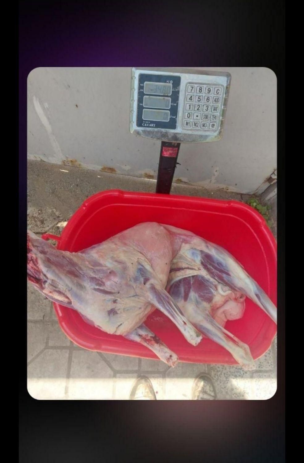 دامداری قدس مشهد گوسفند زنده|حیوانات مزرعه|مشهد, آزادشهر|دیوار