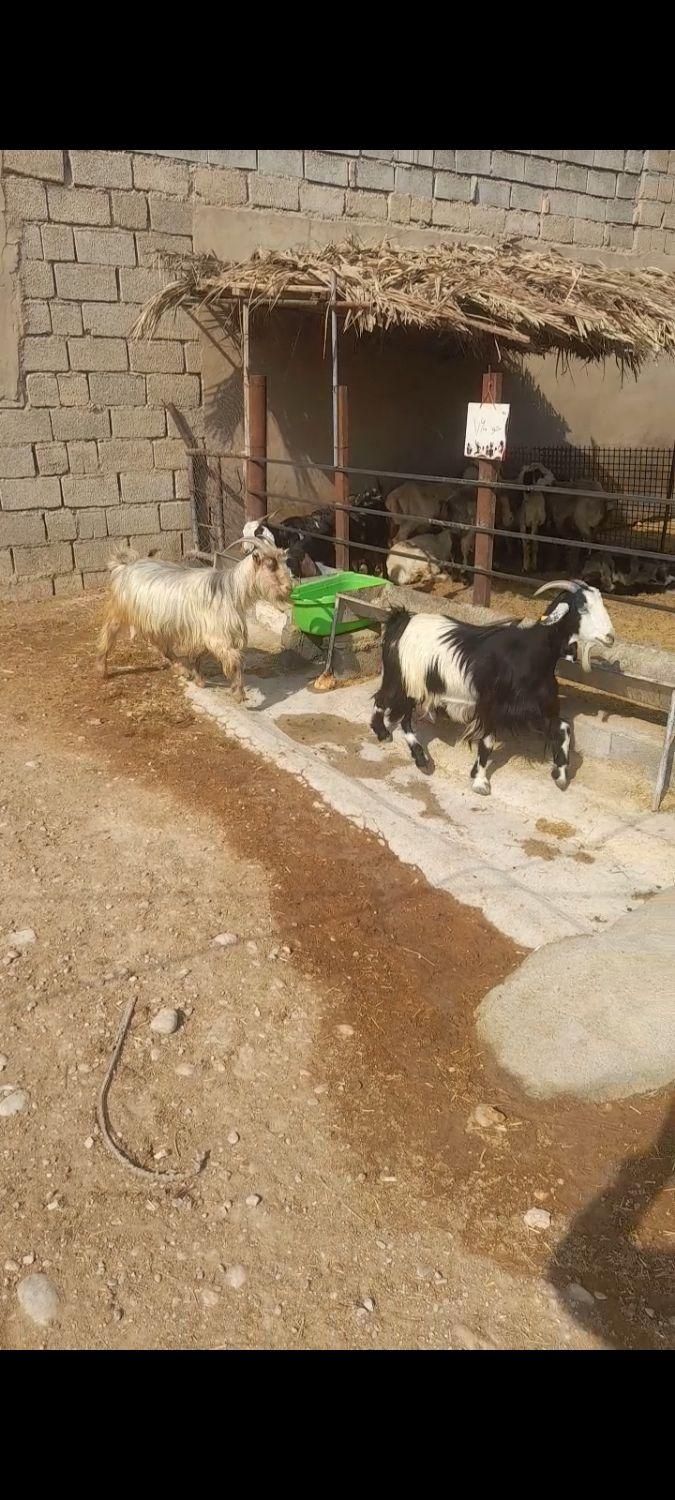 بز شیری|حیوانات مزرعه|بهبهان, |دیوار