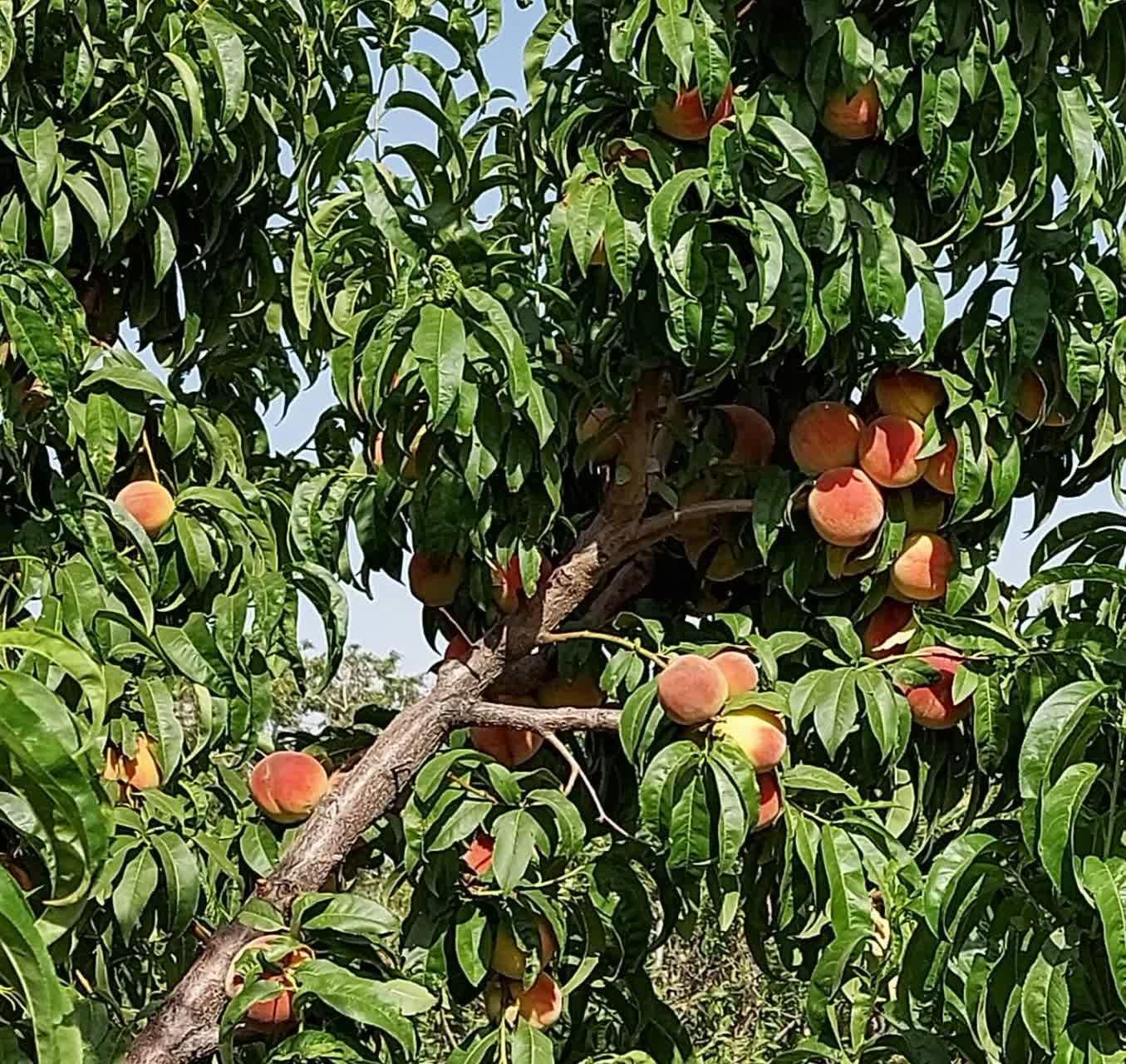 هم سرمایه‌گذاری هم لذت باغدار شدن|فروش زمین و ملک کلنگی|تهران, شهرک دانشگاهی|دیوار