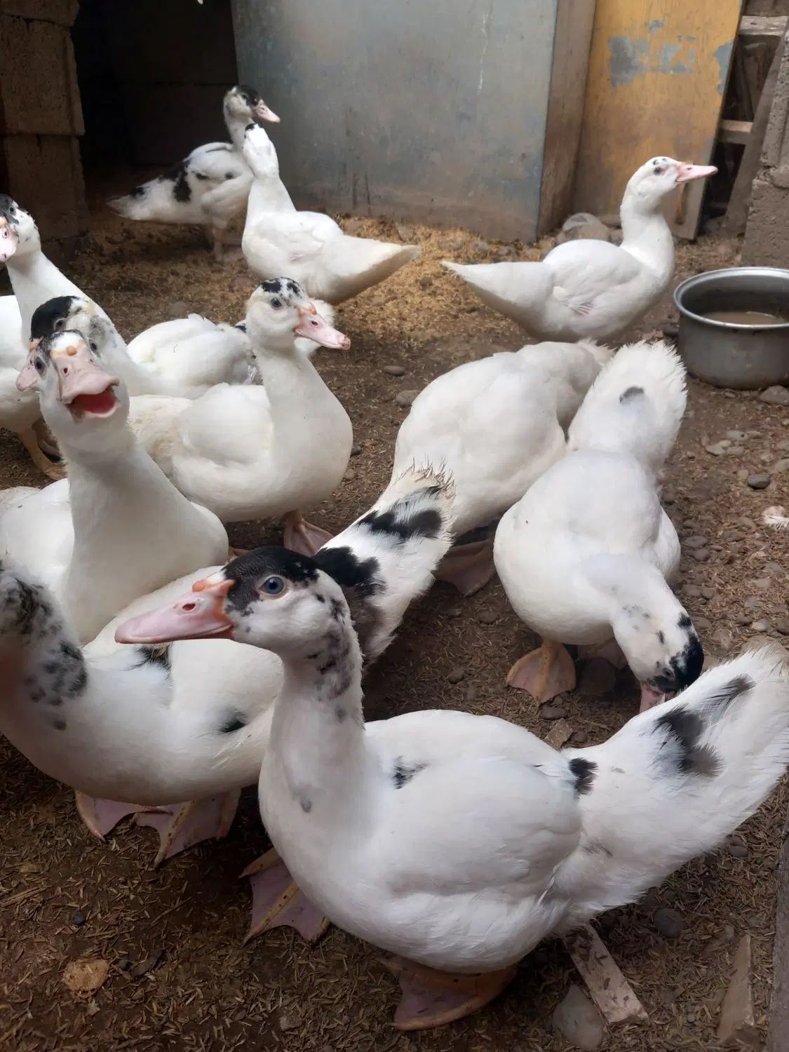 جوجه اردک اسرائیلی نیمچه و تخم اردک اسرائیلی|حیوانات مزرعه|رشت, فرزانه|دیوار