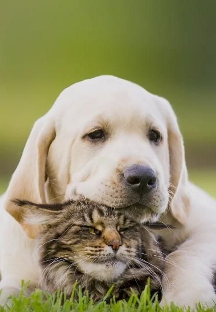 سگ گمشده در بم (مژدگانی  بالا)|سگ|بم, |دیوار