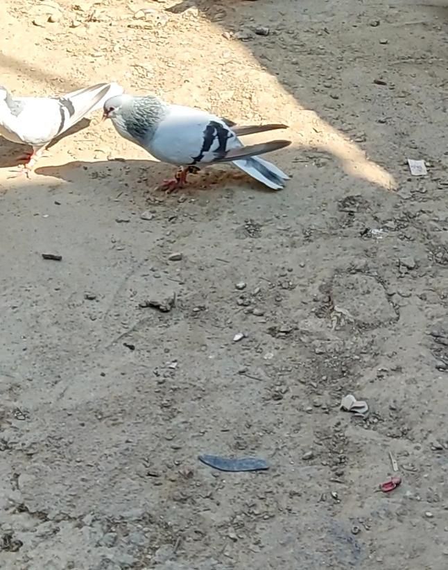 کفتر ساده سبز   نر گم کردم روستای گوگل|حیوانات|مینودشت, |دیوار