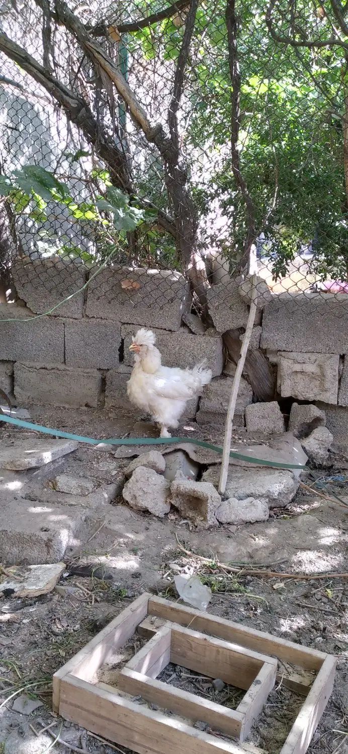 یک جفت مرغ و خروس|پرنده|تهران, سعیدآباد|دیوار