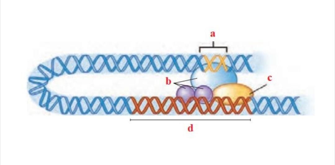 تدریس زیست شناسی کنکوری و تقویتی|خدمات آموزشی|کرج, فاز ۳ گوهردشت|دیوار