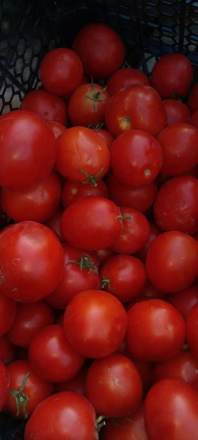 میوه گوجه انگور بادمجان انار پیاز گلابی|فروشگاه و مغازه|دزفول, |دیوار