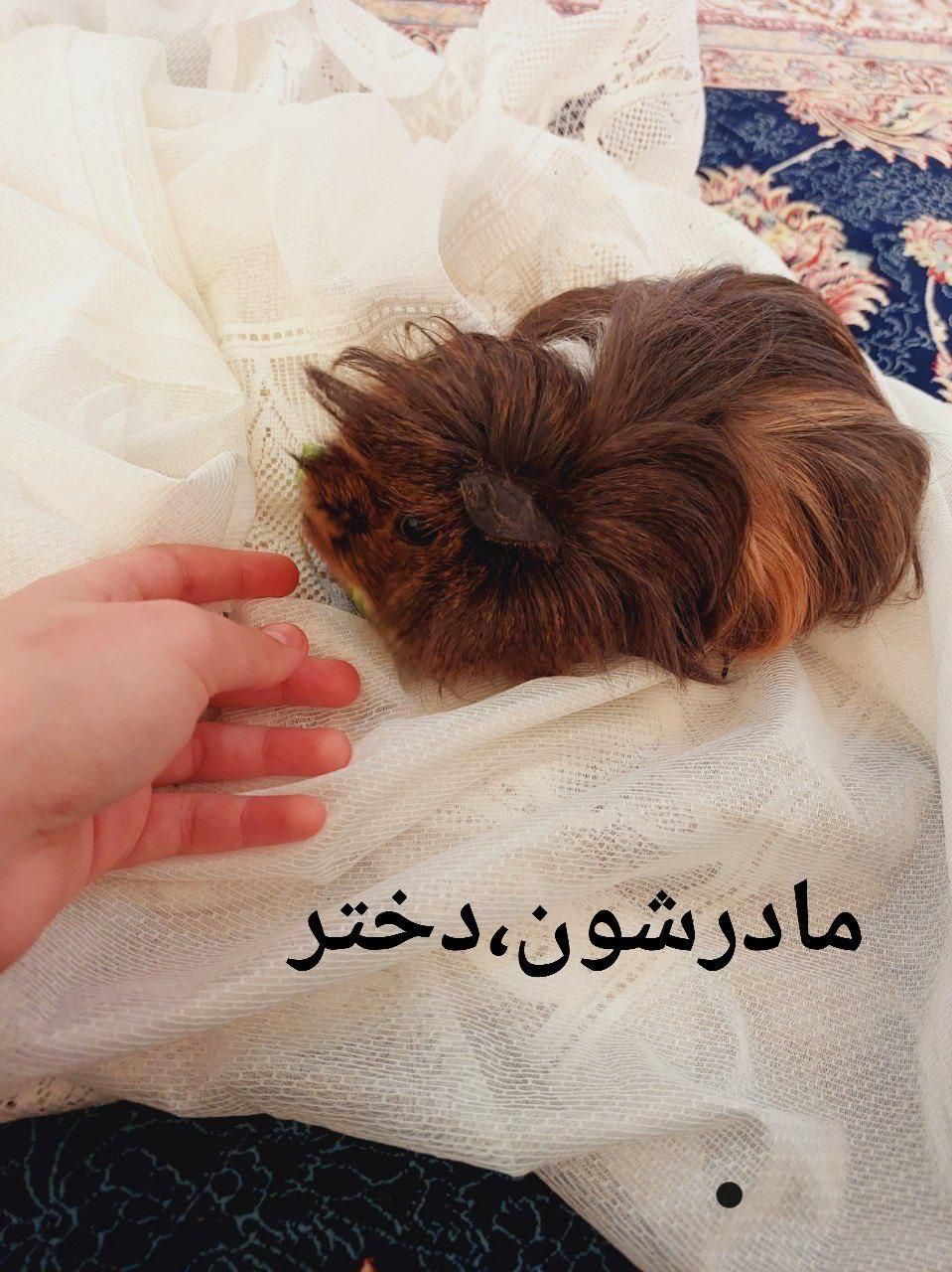 فروش بچه خوکچه‌ هندی مو بلند اصیل|موش و خرگوش|اردبیل, |دیوار