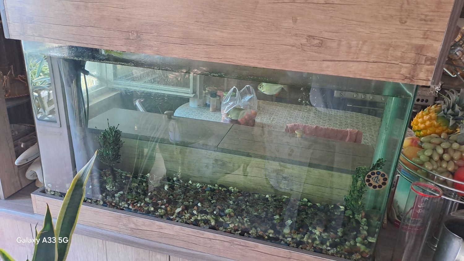 آکواریوم شیشه خم|ماهی|فردیس, شهرک راه آهن|دیوار