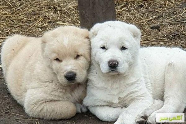 الابای روس اصیل و کائو|سگ|تهران, نیاوران|دیوار