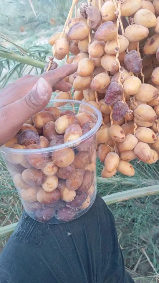 خرما کیلویی|خوردنی و آشامیدنی|مشهد, ده دی|دیوار