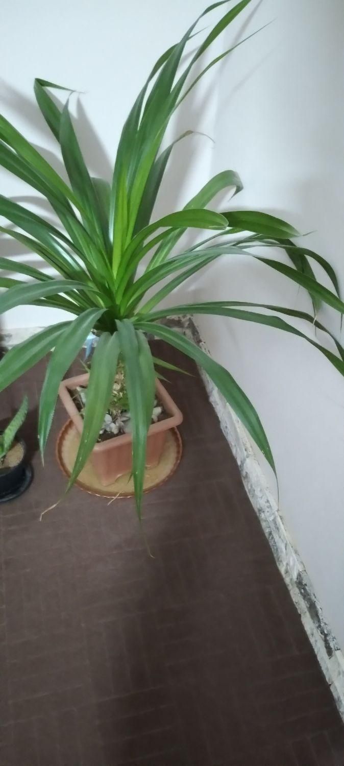 گل پاندانوس|گل و گیاه طبیعی|اصفهان, شهرک پارسیان|دیوار