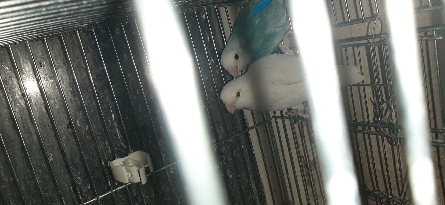 طوطی  برزیلی کتوله|پرنده|فولادشهر, مسکن مهر فولادشهر|دیوار