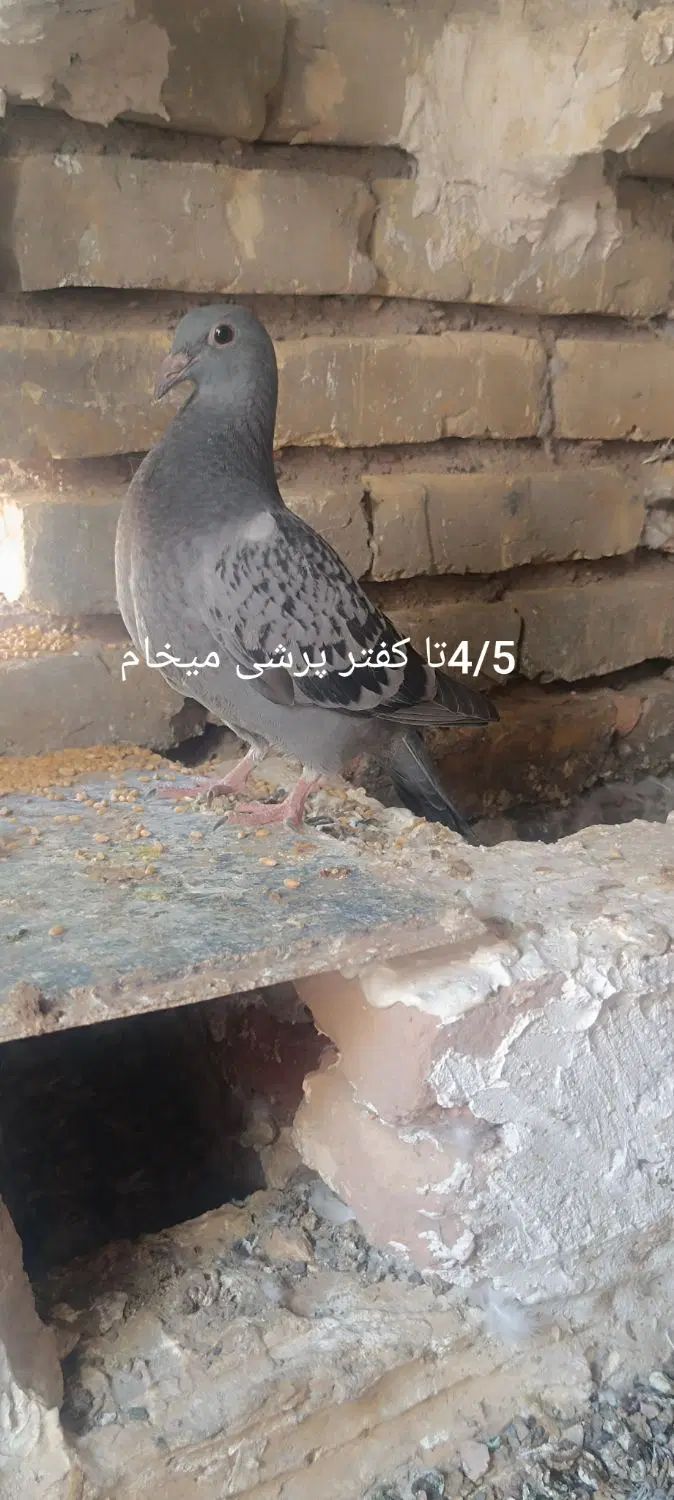 کفتر کبوتر سبز هوایی|پرنده|مشهد, چهاربرج|دیوار