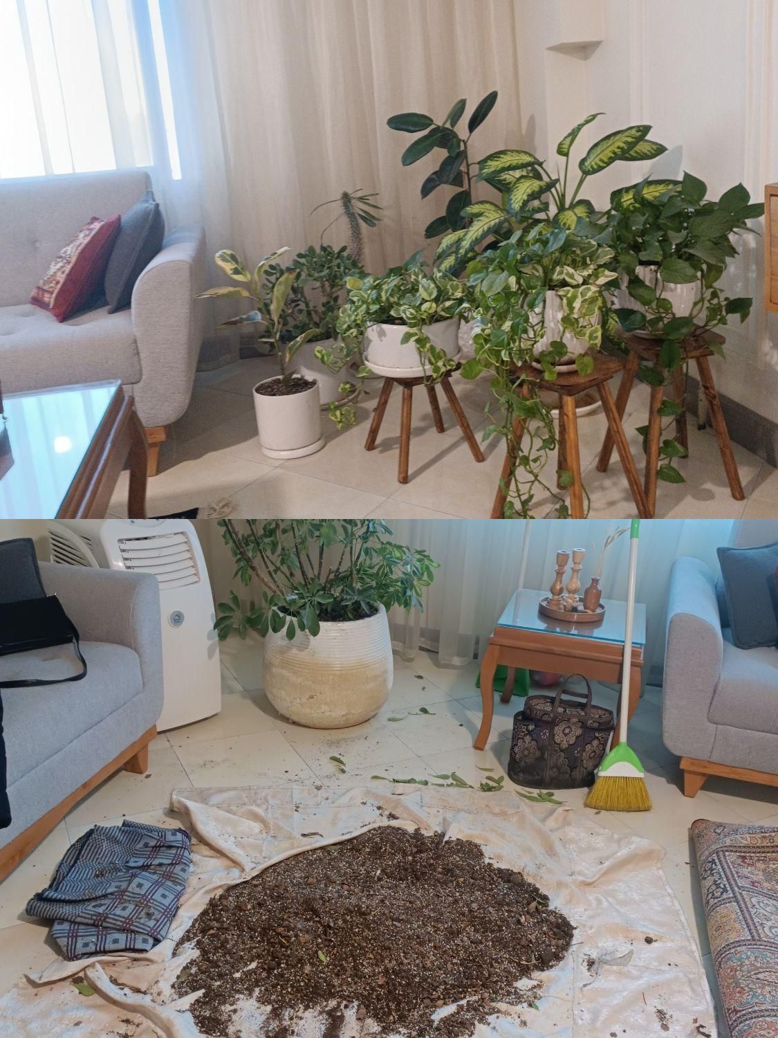 ویزیت گل و گیاه،نگهداری دوره ای،تعویض خاک گلدان|خدمات باغبانی و درختکاری|مشهد, احمدآباد|دیوار