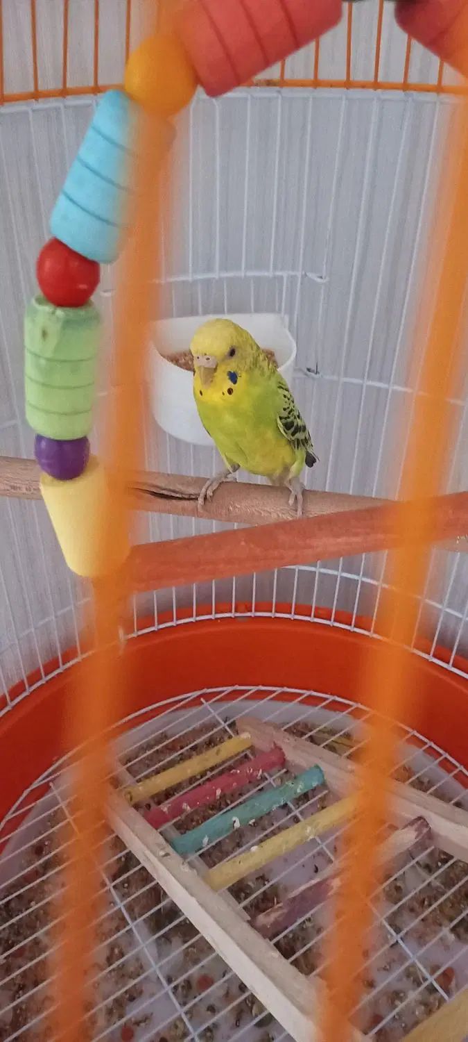 مرغ عشق ماده و قفس|پرنده|کرج, فاز ۵ مهرشهر|دیوار