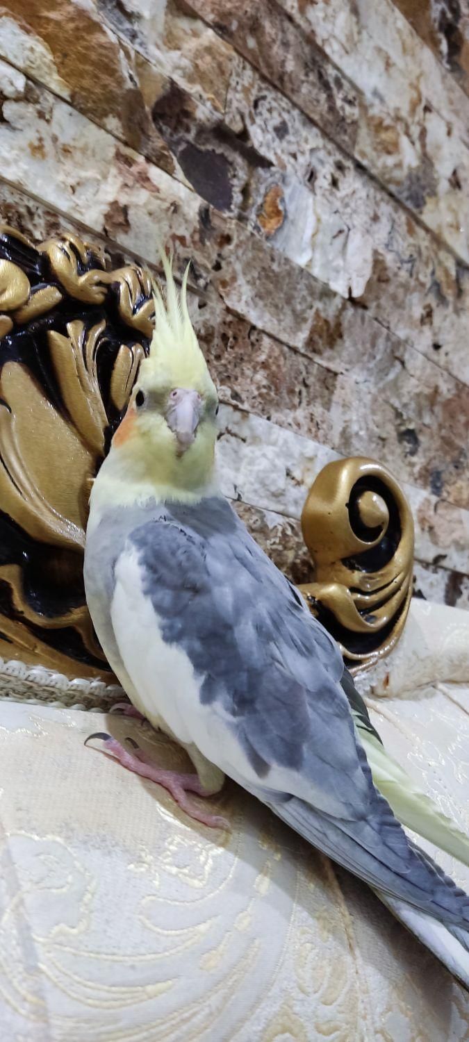 عروس هلندی گمشده،پونک جنوبی،بلوارعدل اشرفی اصفهانی|حیوانات|تهران, پونک|دیوار