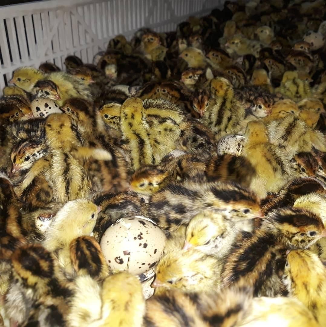 فروش بلدرچین ژاپنی یکروزه ومولد تخمگذار|حیوانات مزرعه|شریف‌آباد, |دیوار