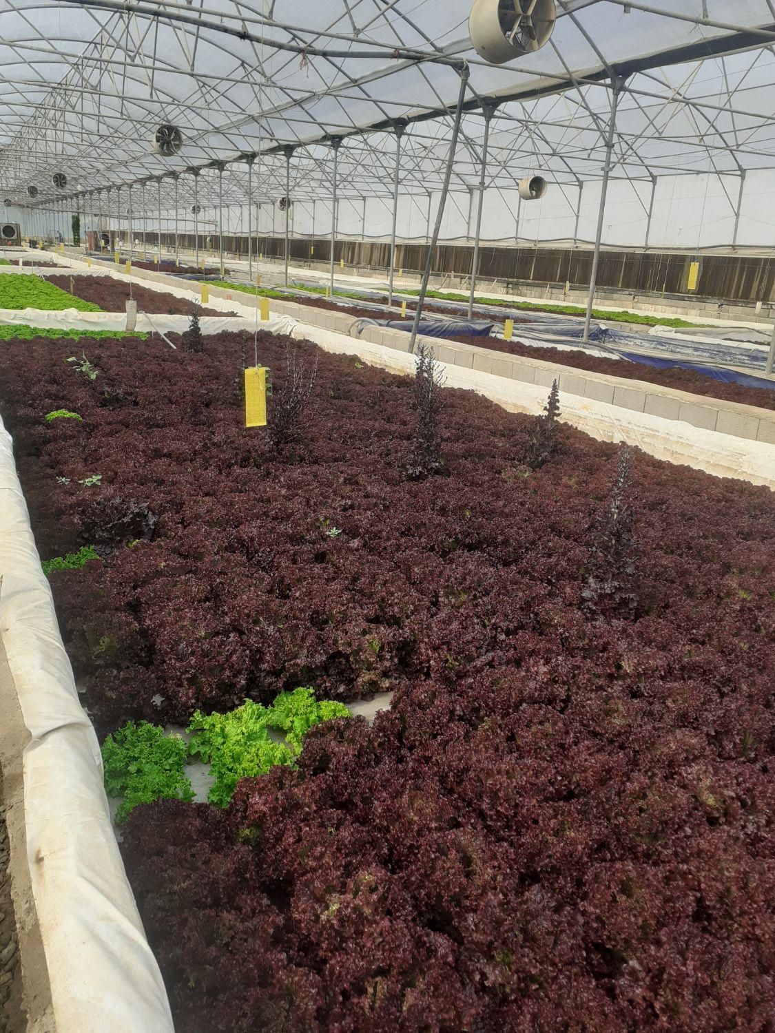 اجار ه و فروش گلخانه هیدروپونیک  کاهو فرانسوی|فروش دفتر صنعتی، کشاورزی، تجاری|گرمدره, |دیوار