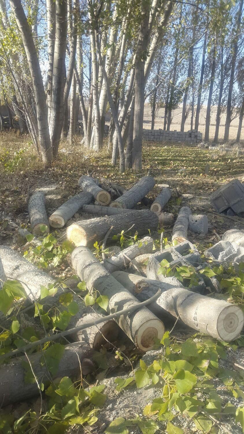 خرد چوب ودرخت|خدمات باغبانی و درختکاری|اردبیل, |دیوار